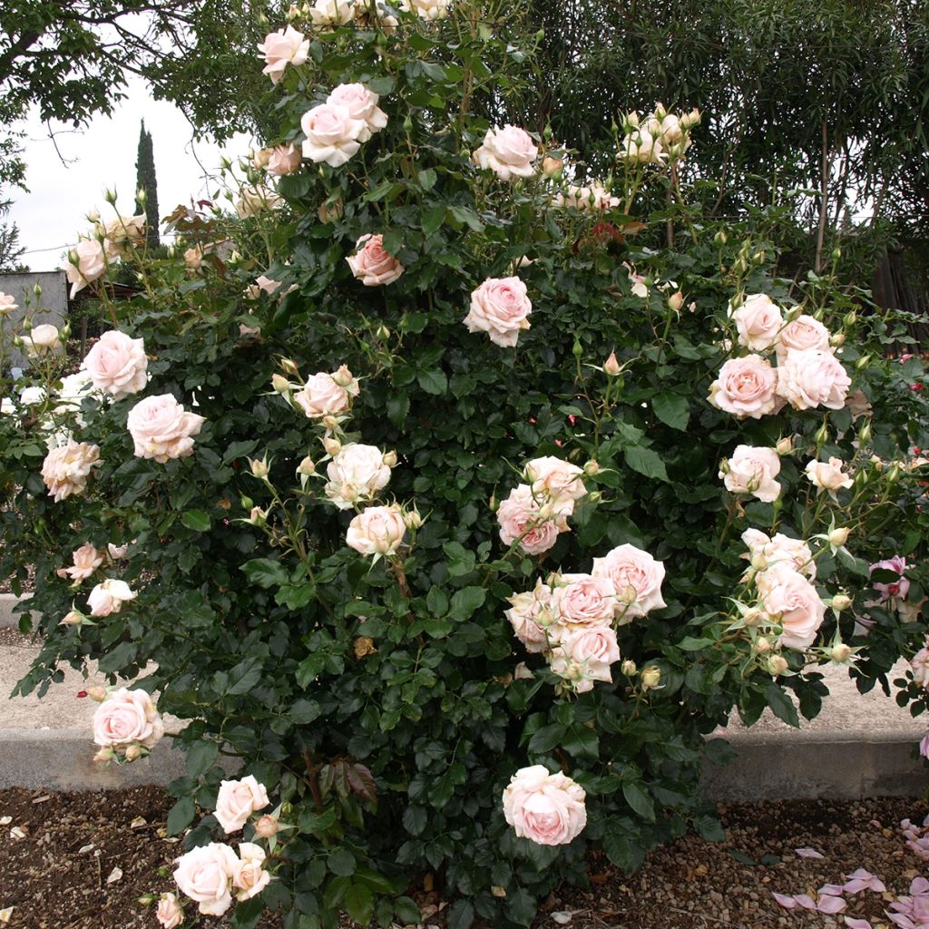 Rosa  'Sweet Love' / 'Chandos Beauty' - Hybrid Tea Rose