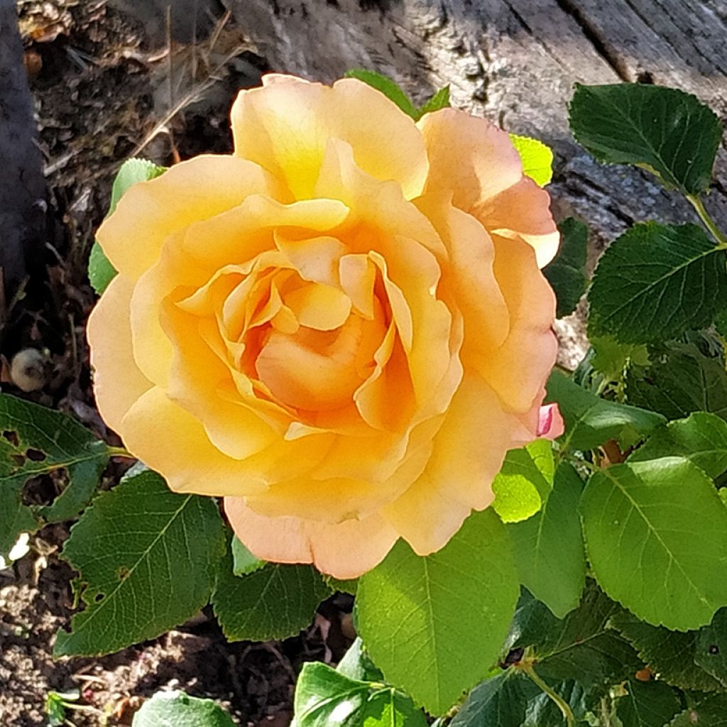 Rosa Yellowstone