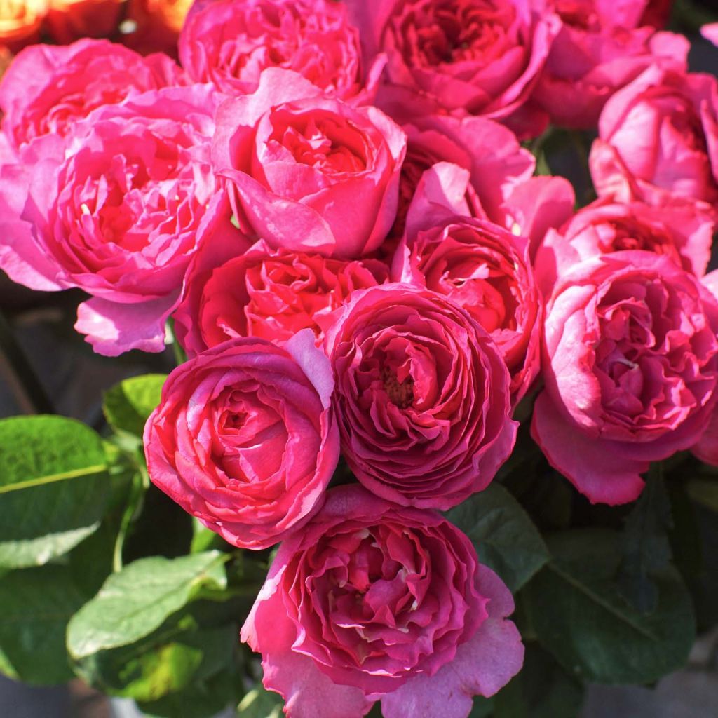 Rosa Yves Piaget