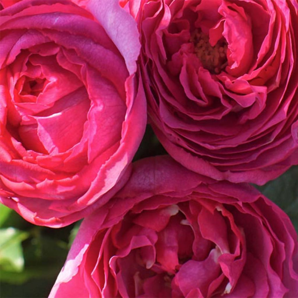 Rosa Yves Piaget