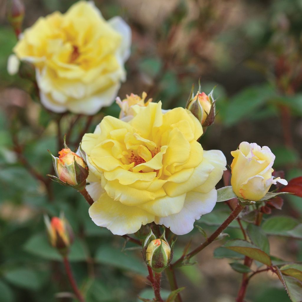 Rosa Nadia Zerouali - Shrub Rose