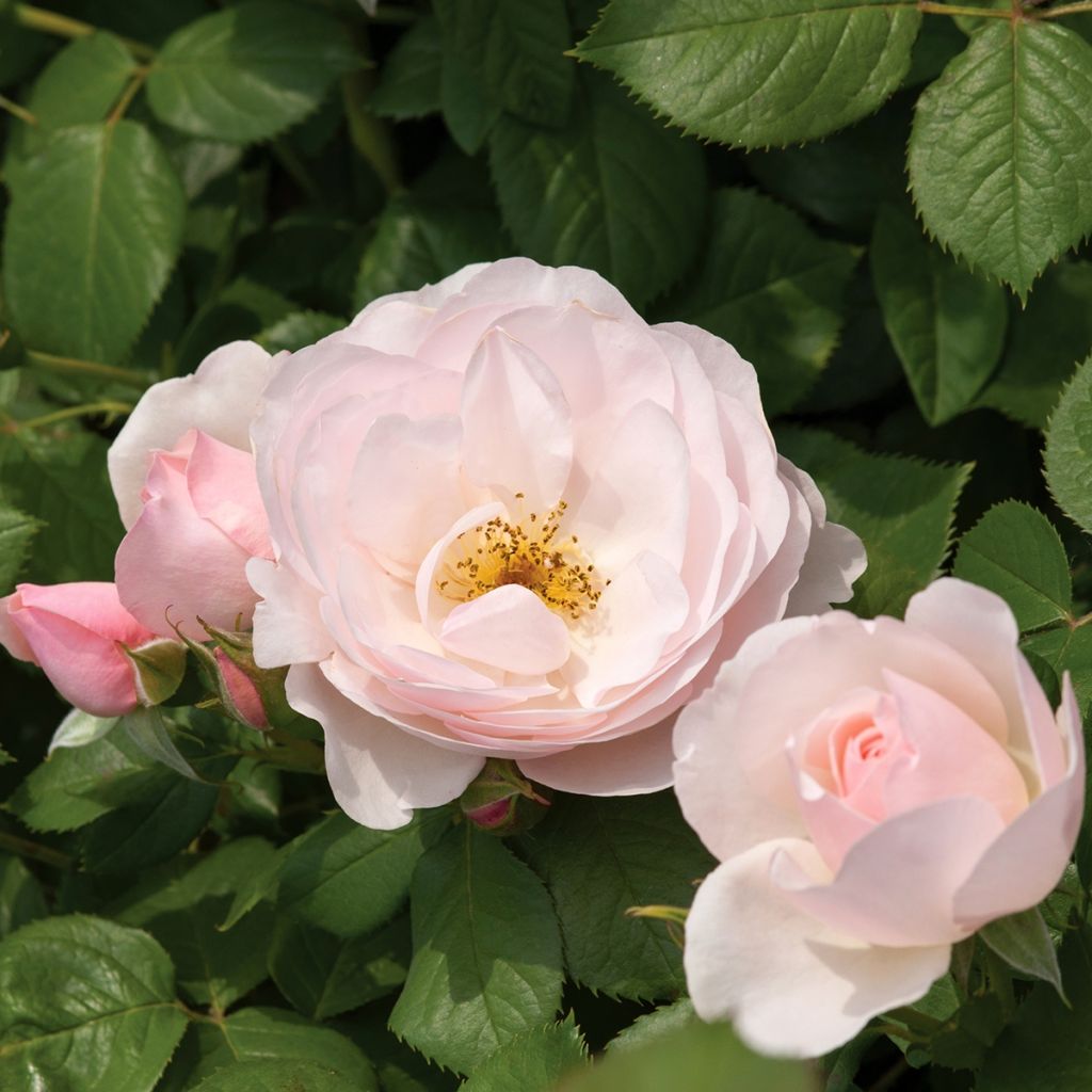 Rosa x floribunda Pear