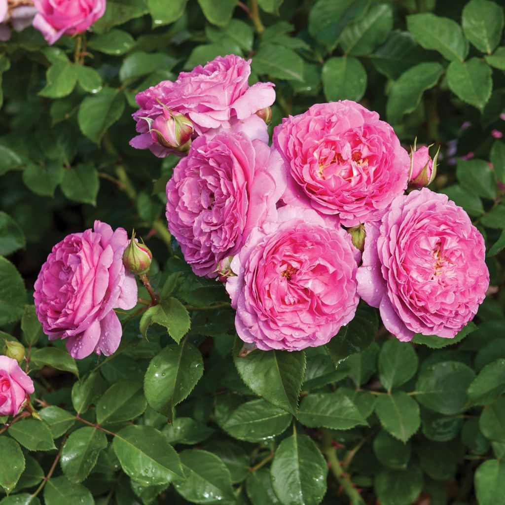Rosa Renée van Wegberg - Shrub Rose