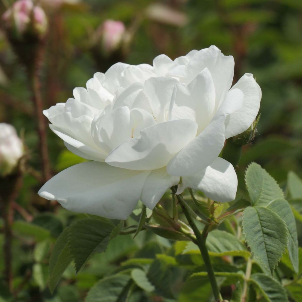 Rosa alba Suaveolens