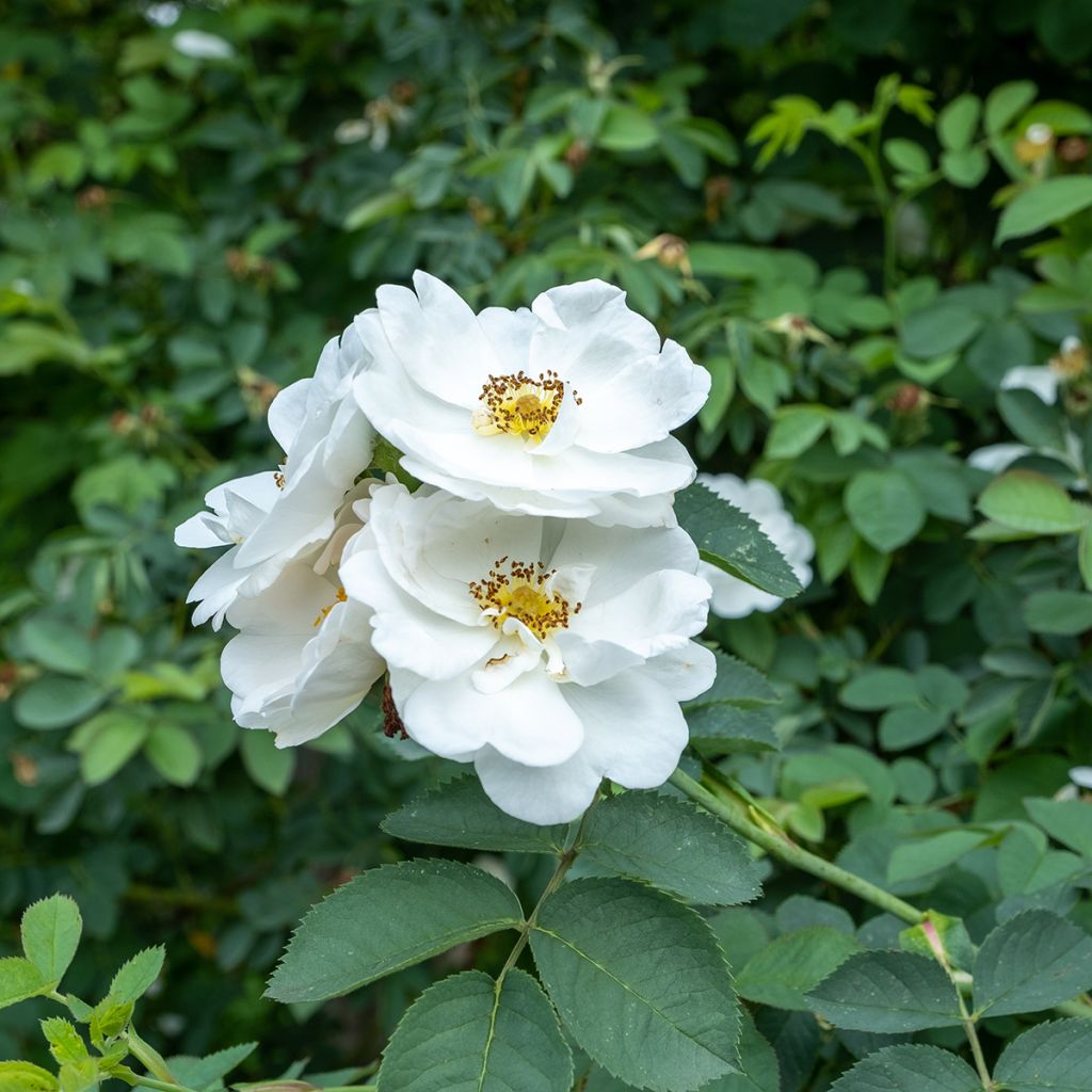 Rosa alba Suaveolens