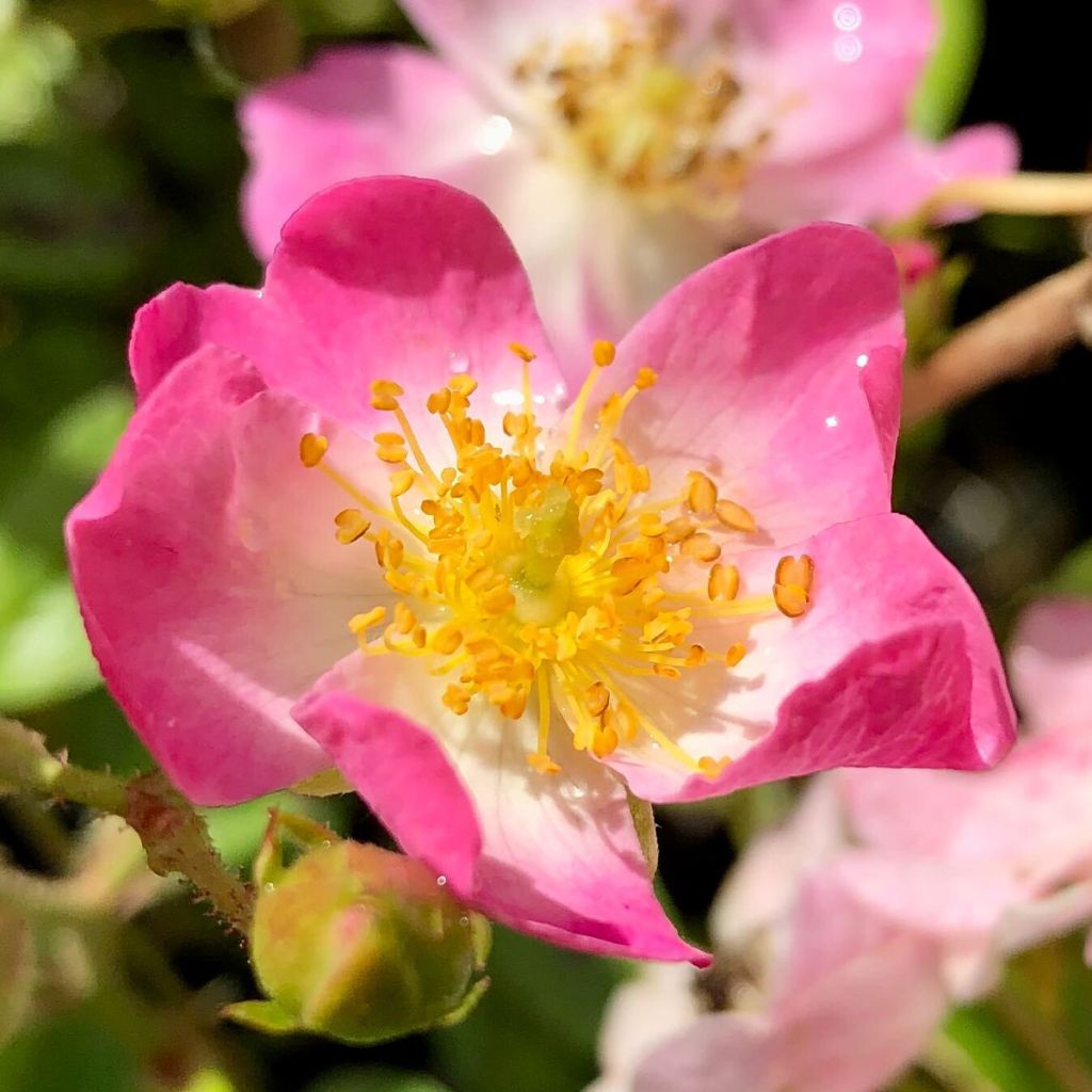 Rosa Ballerina