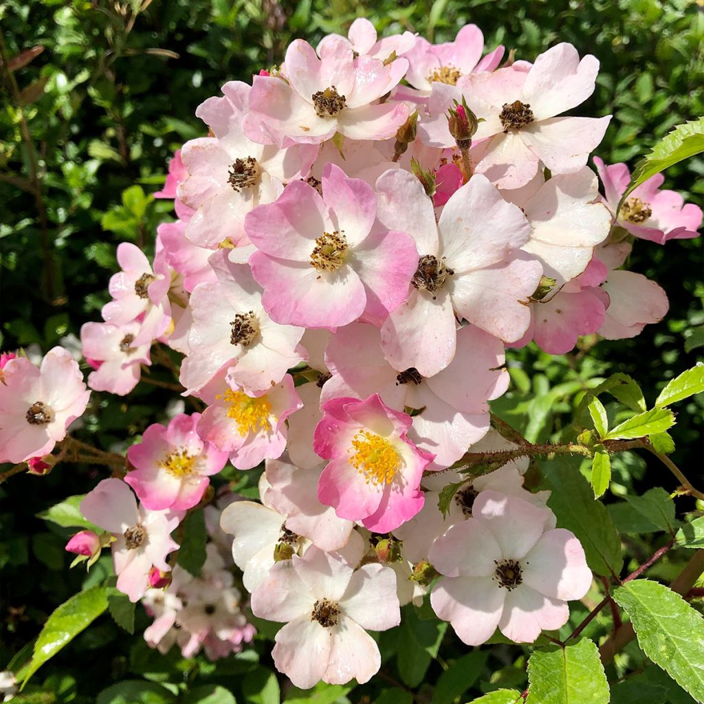Rosa Ballerina