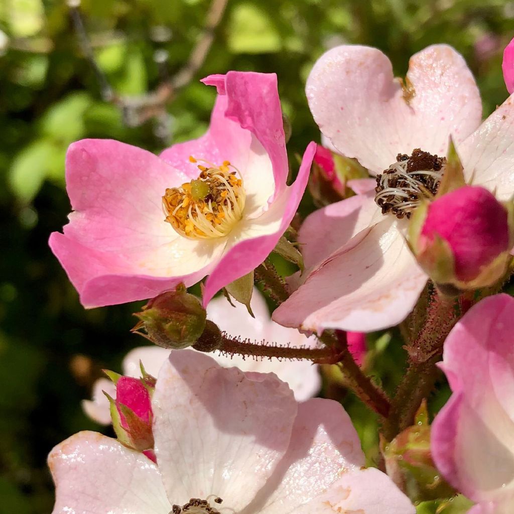 Rosa Ballerina