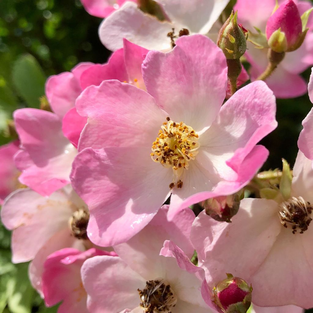Rosa Ballerina