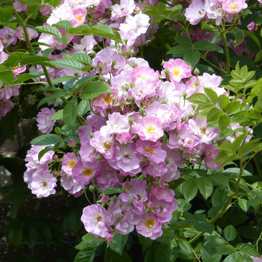 Rosa Blush Rambler - Climbing Rose