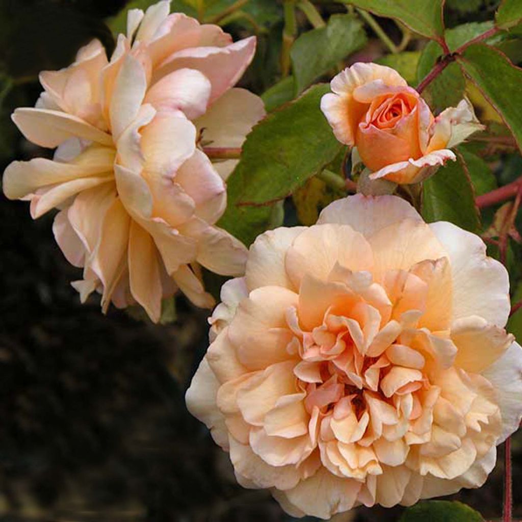 Rosa moschata Buff Beauty - Musk Rose