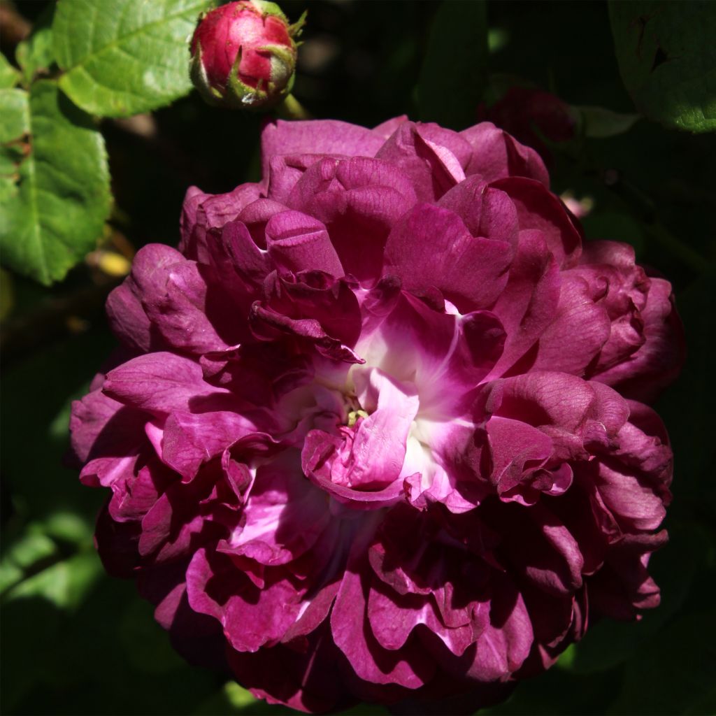 Rosa gallica Cardinal de Richelieu - Old Gallic Rose