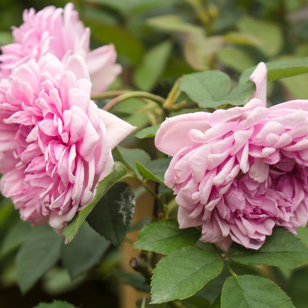 Rosa centifolia Muscosa - White Moss Rose