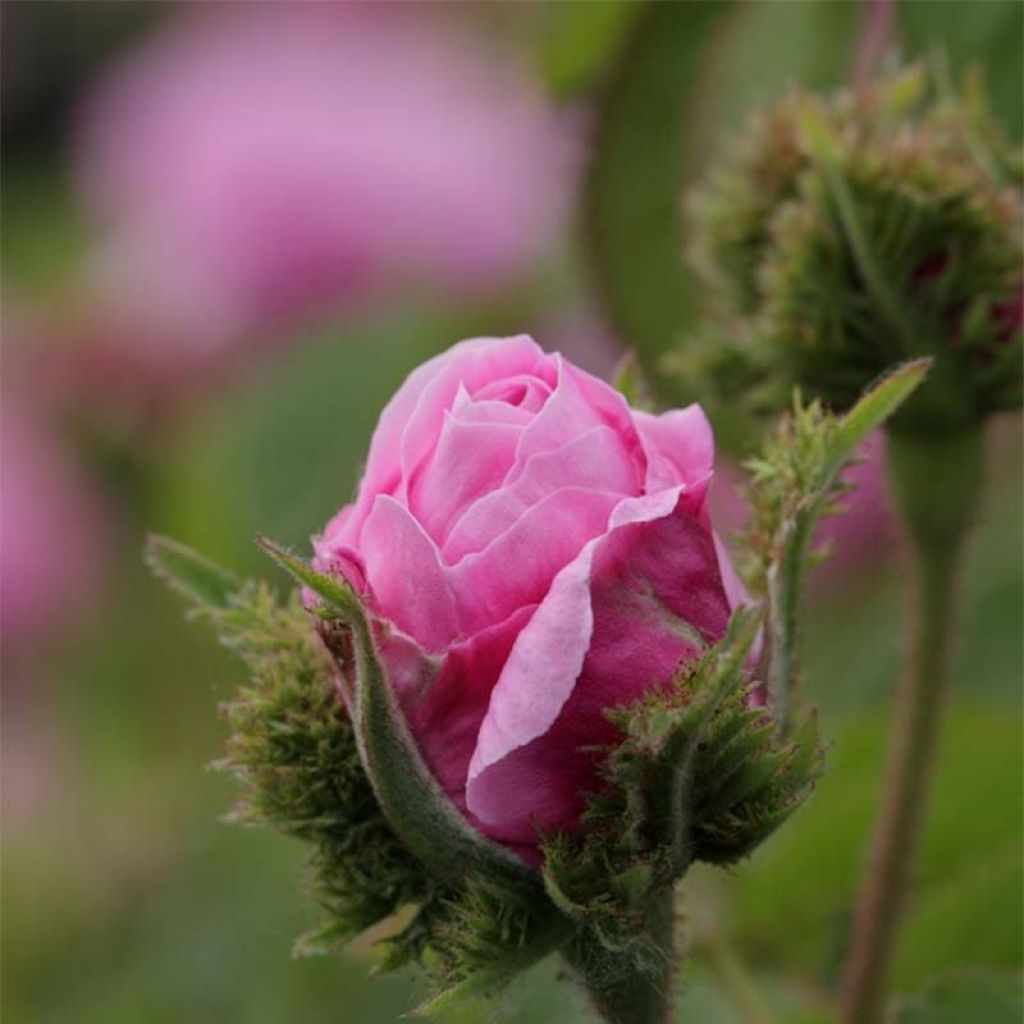 Rosa centifolia Cristata - Crested Moss Rose