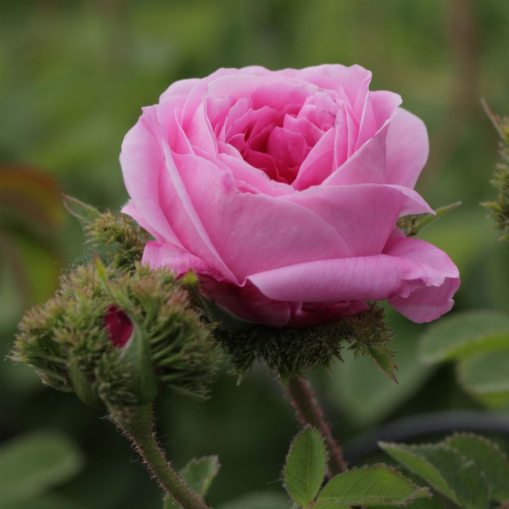 Rosa centifolia Cristata - Crested Moss Rose