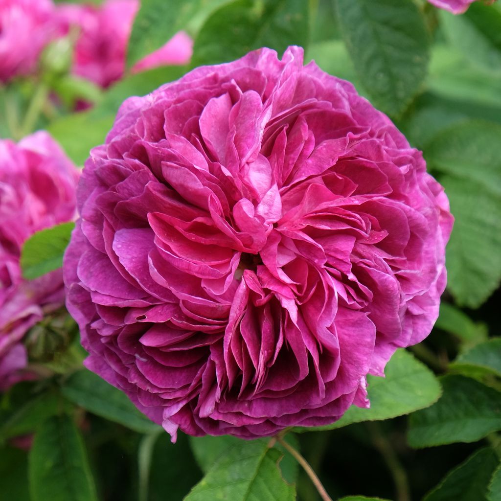 Rosa gallica Charles de Mills - Old Gallic Rose