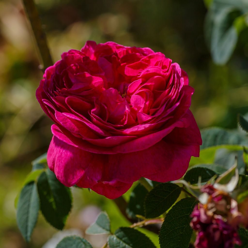 Rosa gallica Charles de Mills - Old Gallic Rose