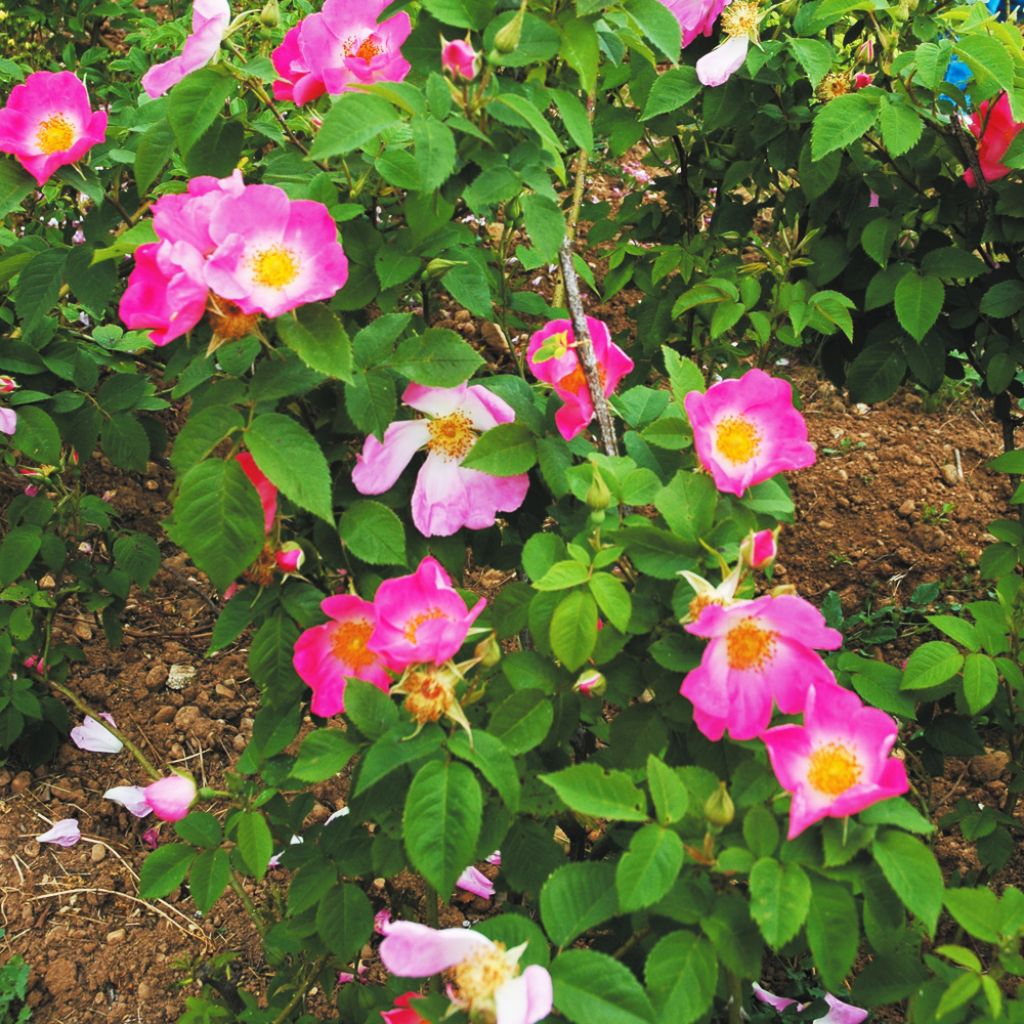 Rosa gallica Complicata - Old Gallic Rose