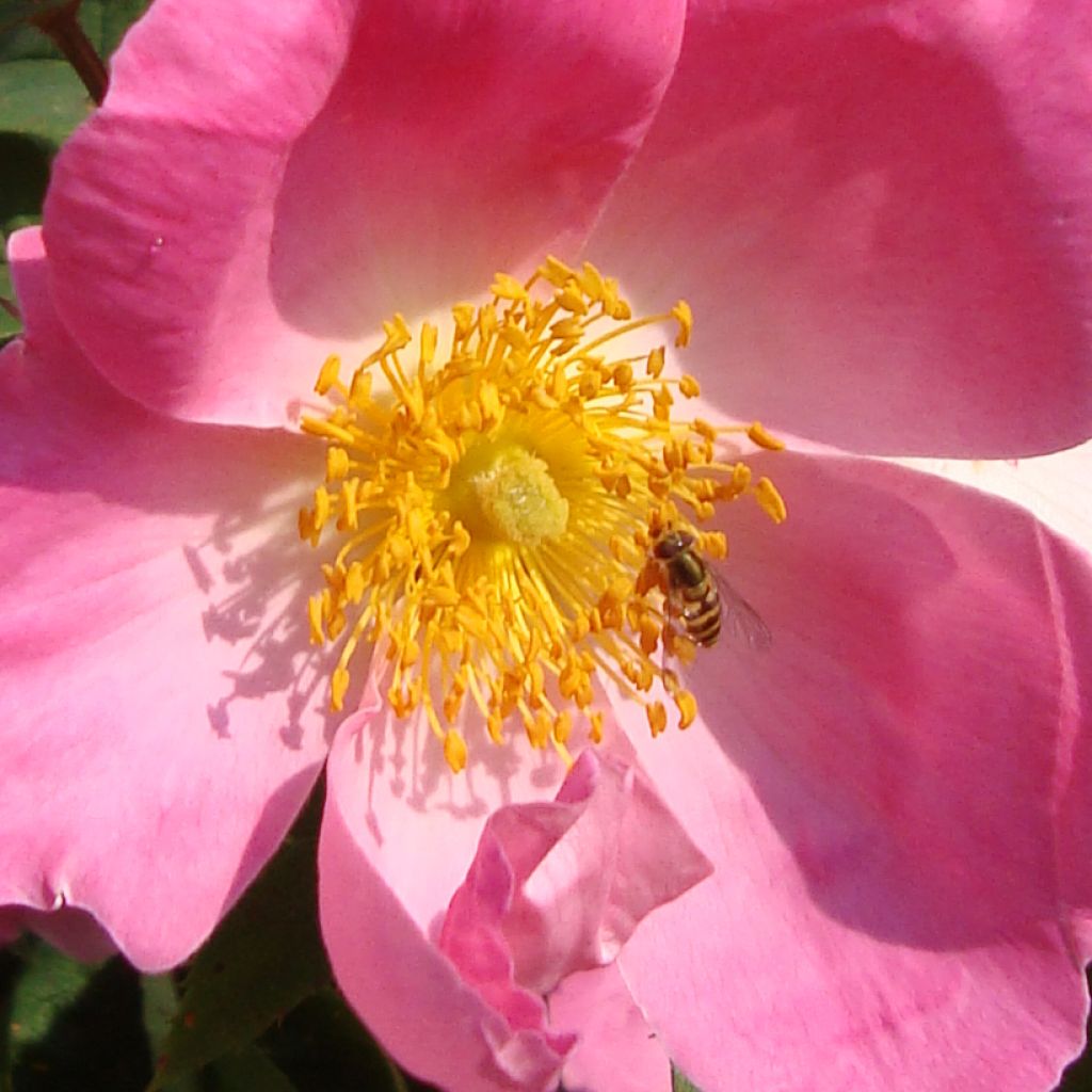 Rosa gallica Complicata - Old Gallic Rose