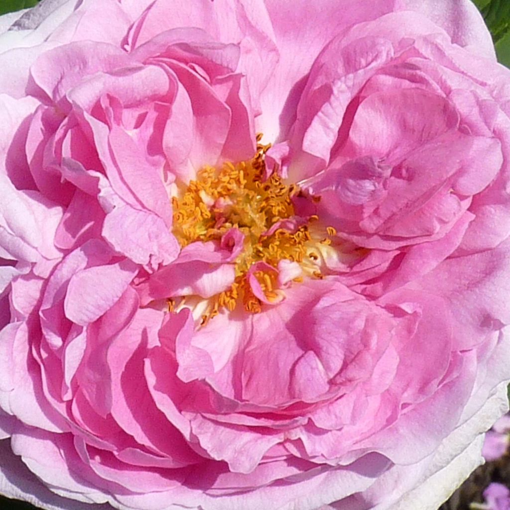 Rosa Comte de Chambord - Portland Rose