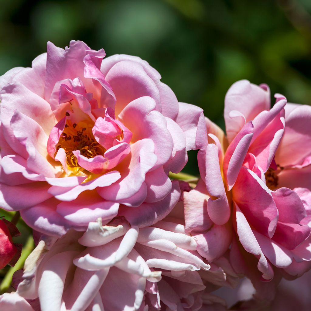 Rosa moschata Felicia - Musk Rose