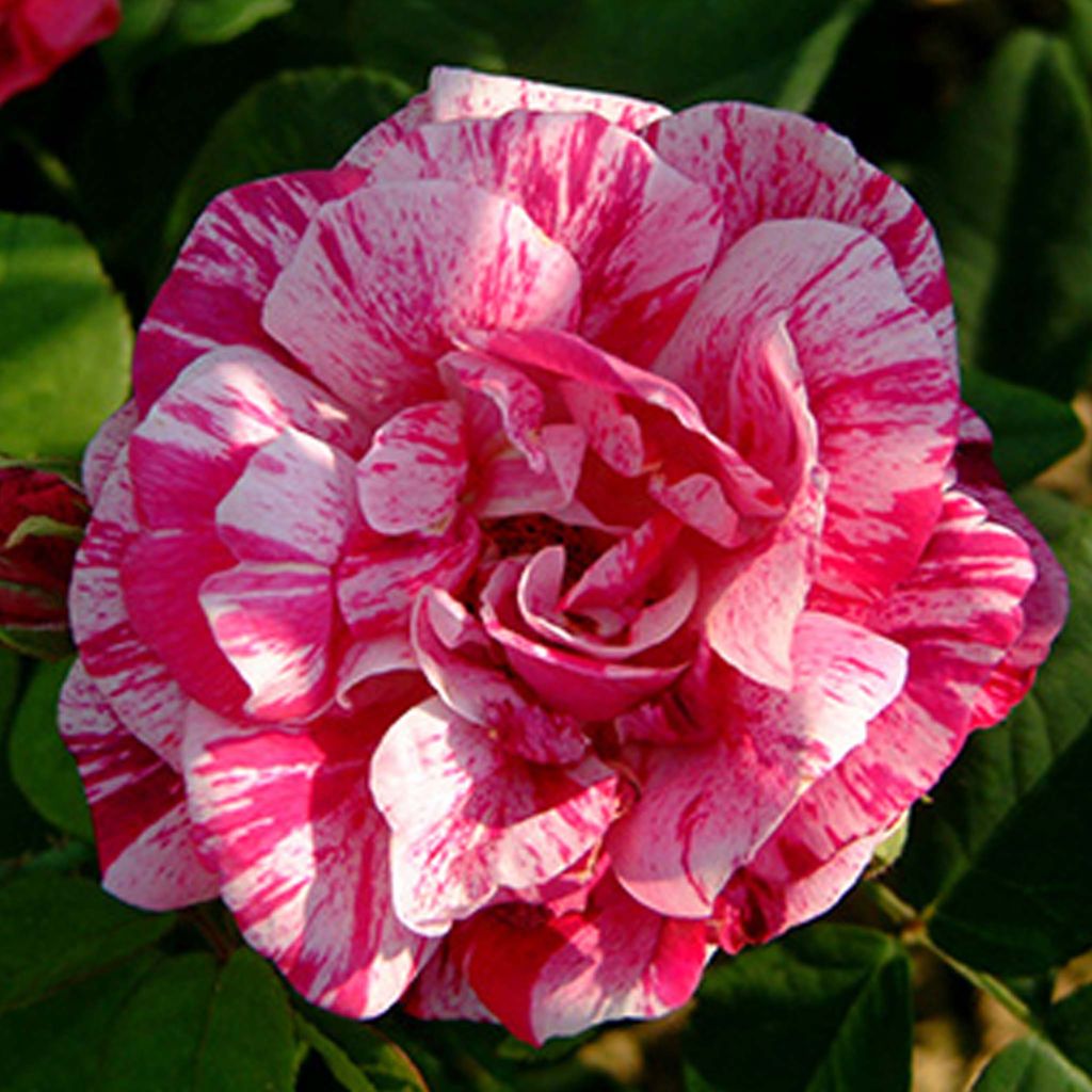 Rosa Ferdinand Pichard