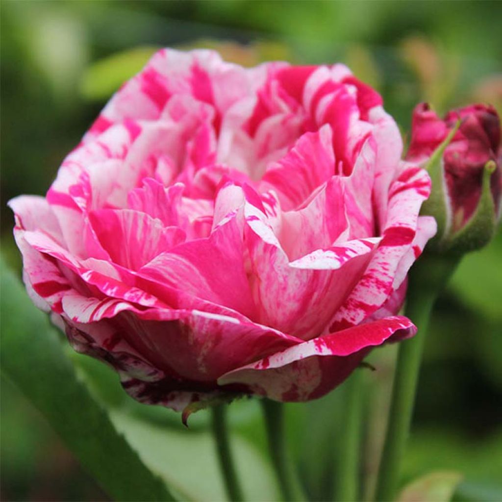 Rosa Ferdinand Pichard