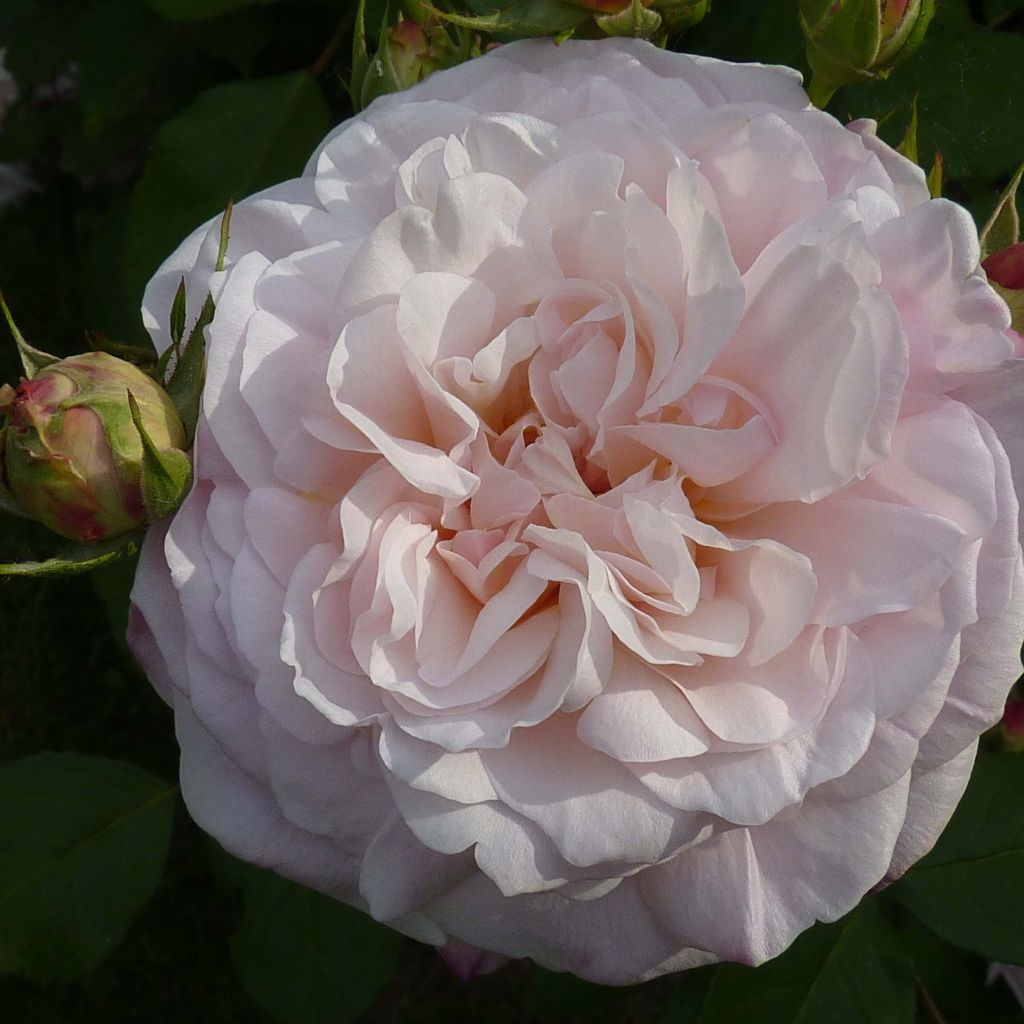 Rosa Gruss An Aachen - Hybrid Tea