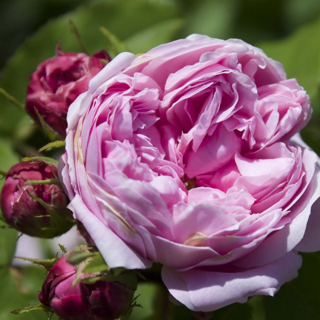 Rosa Jacques Cartier - Portland Rose
