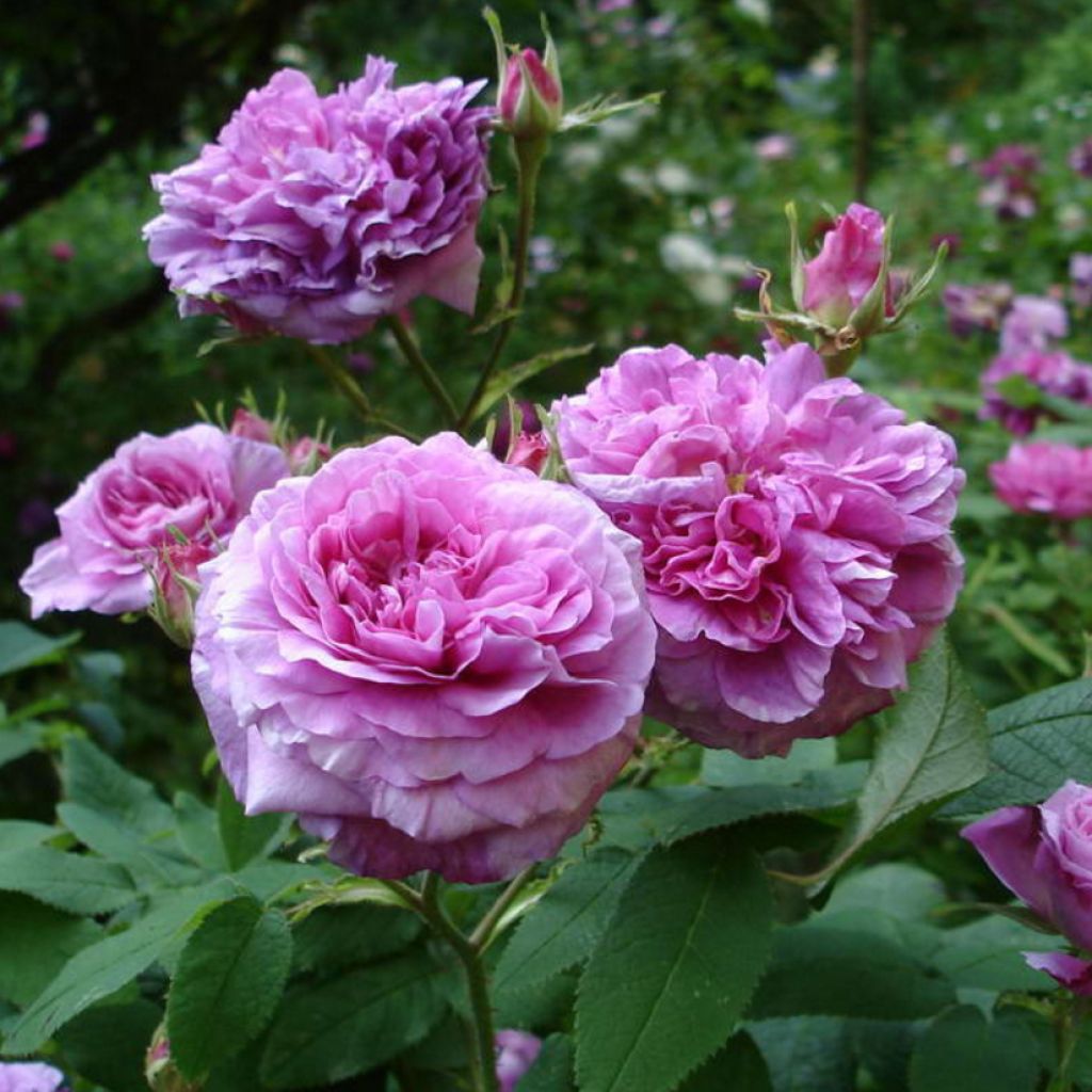 Rosa gallica Jenny Duval - Old Gallic Rose
