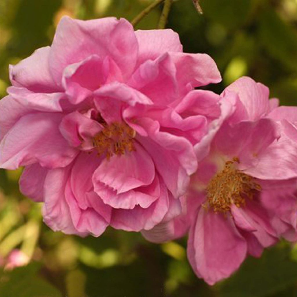 Rosa damascena Trigintipetala - Damask Rose