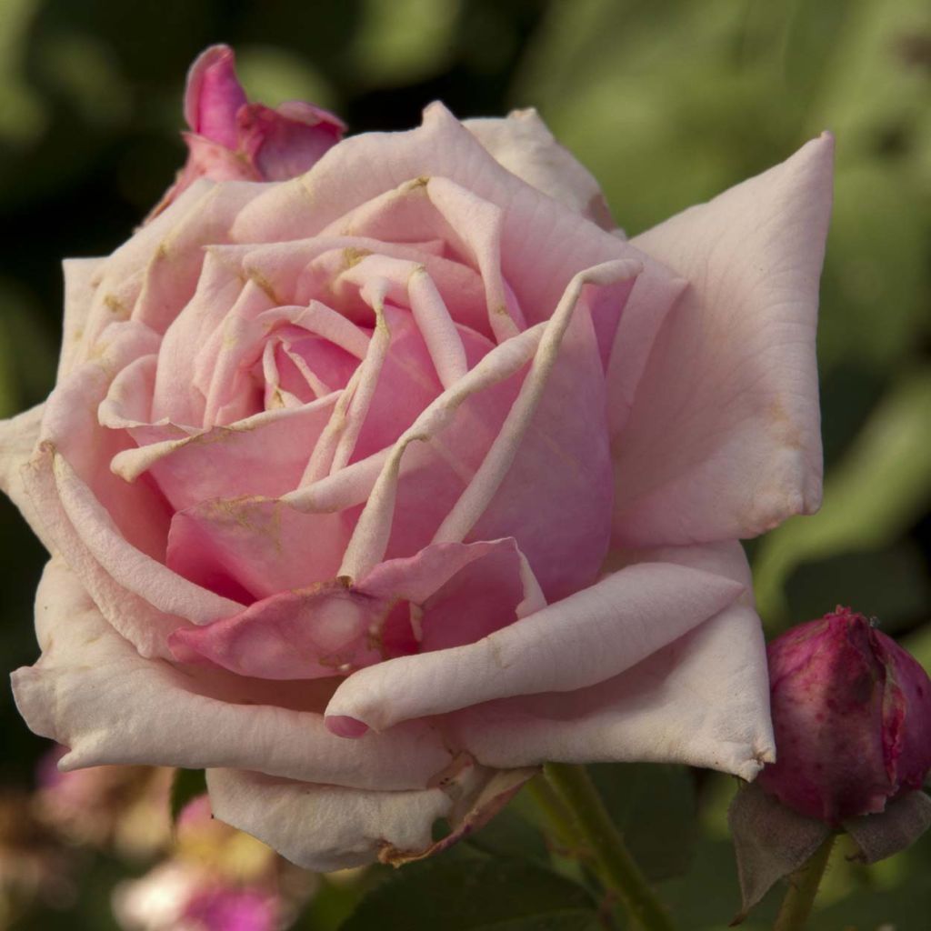 Rosa La France