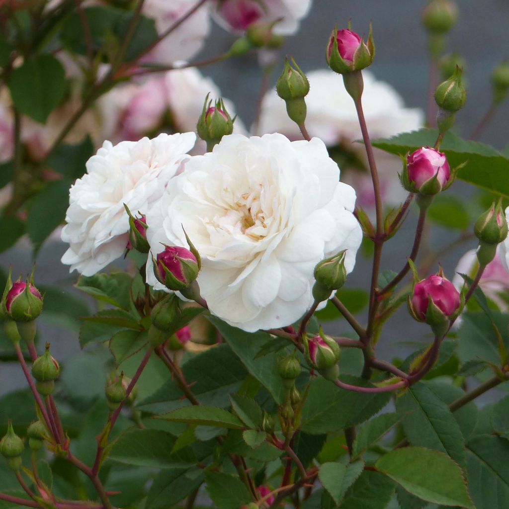 Rosa sempervirens Little White Pet