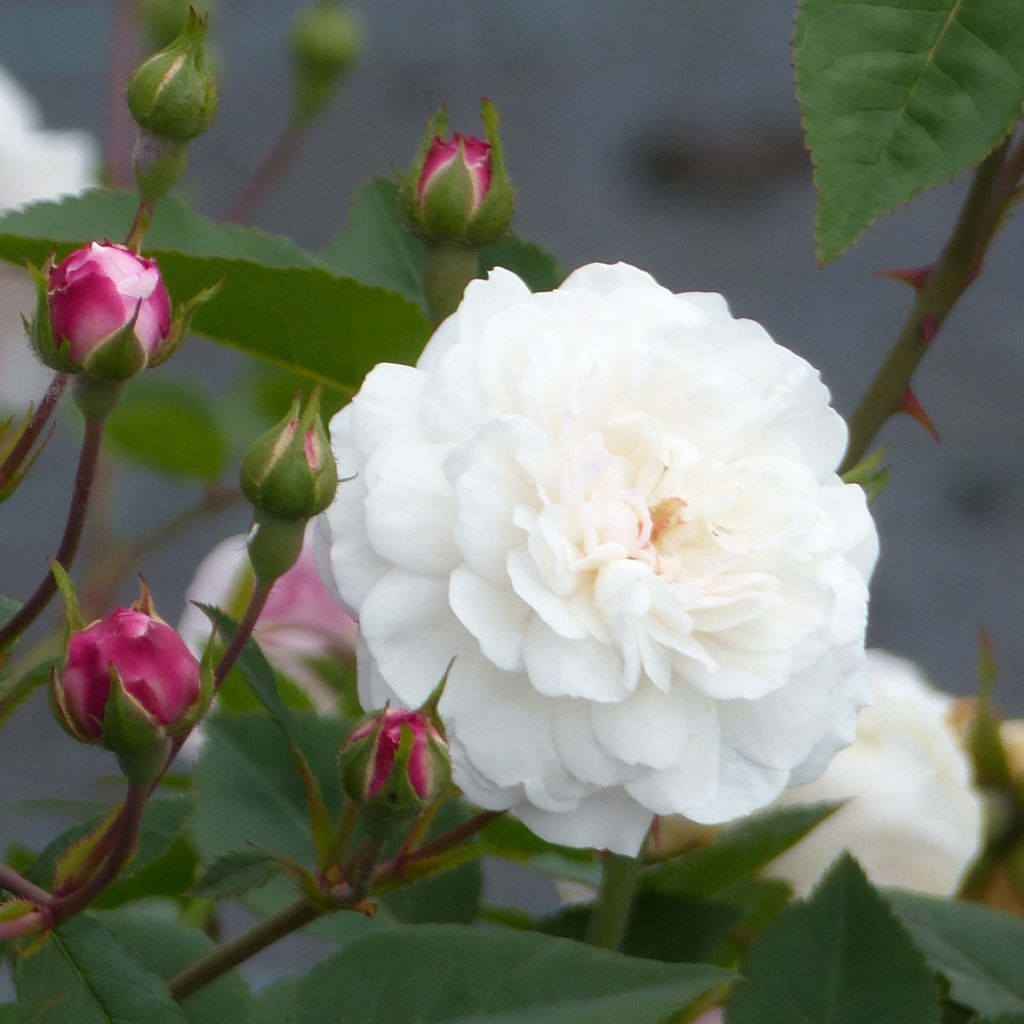 Rosa sempervirens Little White Pet