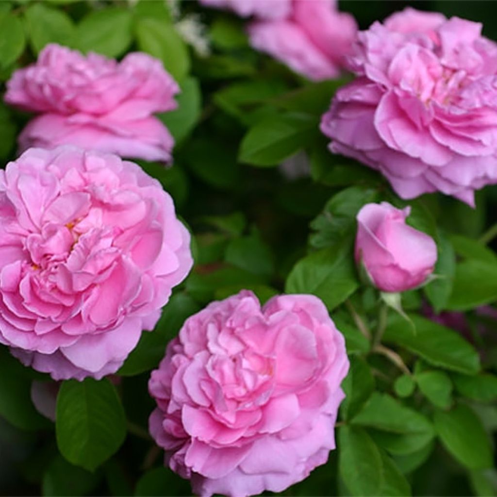 Rosa x Portland Madame Boll
