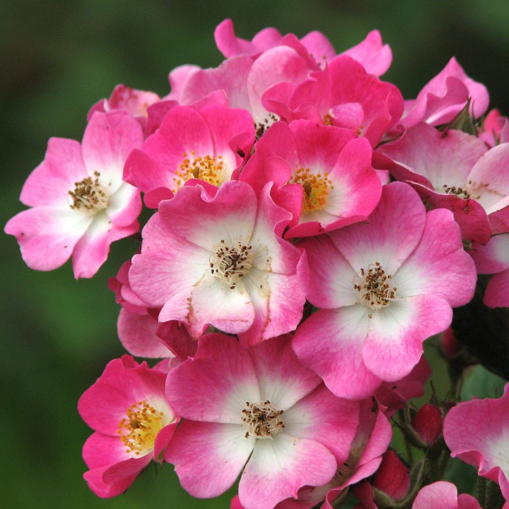Rosa moschata Mozart - Musk Rose