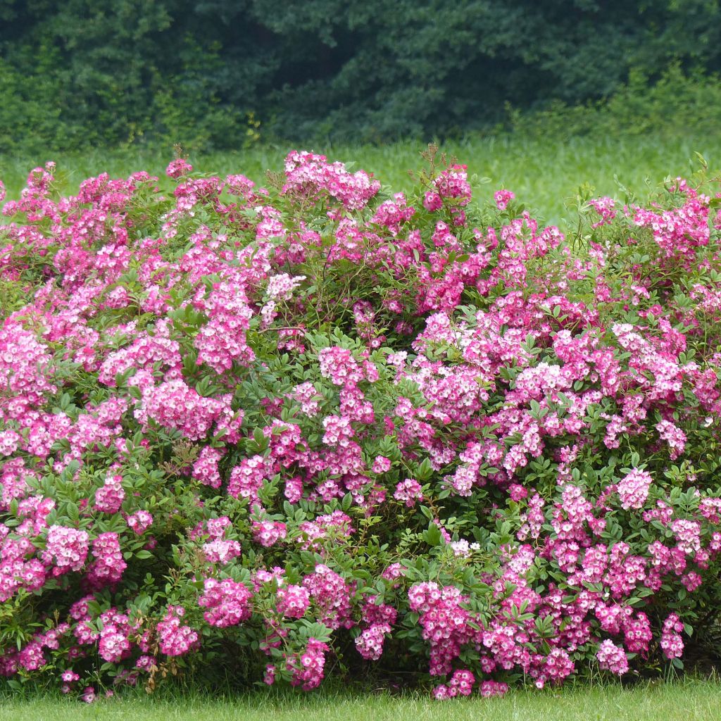 Rosa moschata Mozart - Musk Rose