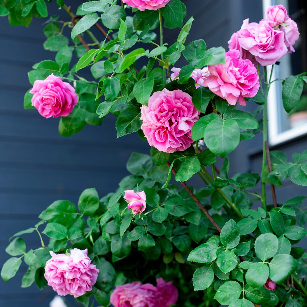 Rosa Paul Neyron - Repeat Flowering Rose