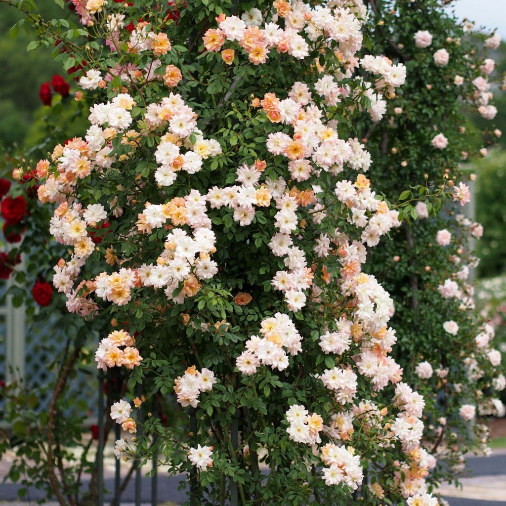 Rosa multiflora Phyllis Bide - Climbing Rose