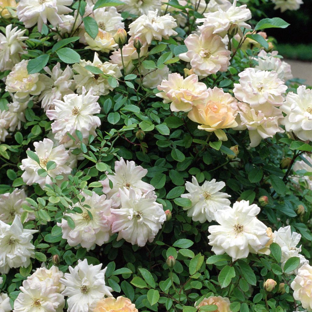 Rosa multiflora Phyllis Bide - Climbing Rose