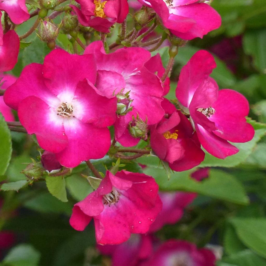 Rosa polyantha Red Ballerina