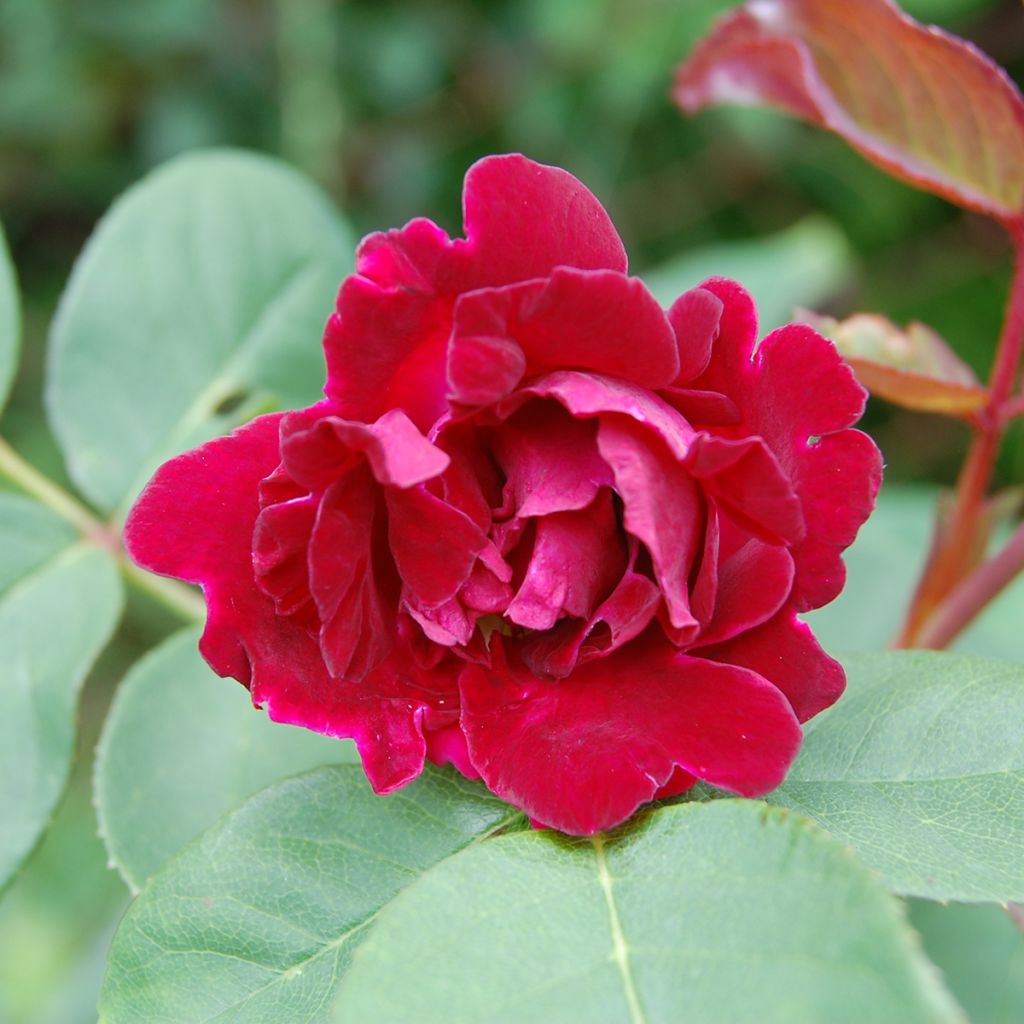 Rosa Souvenir du Dr Jamain