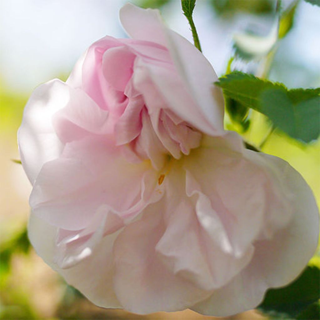Rosa Stanwell Perpetual