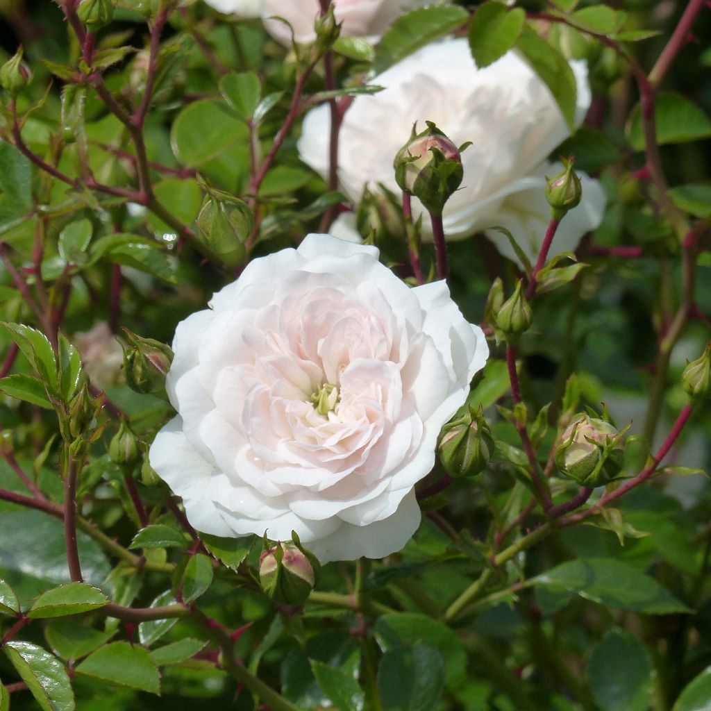 Rosa Stanwell Perpetual