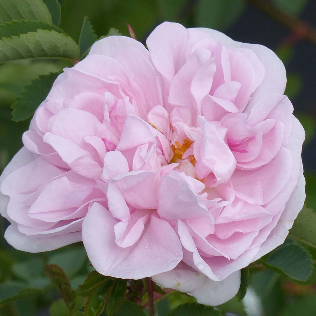 Rosa Stanwell Perpetual