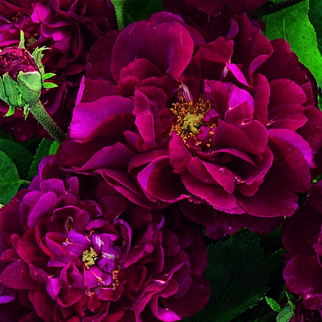 Rosa gallica Tuscany Superb - Gallic Rose