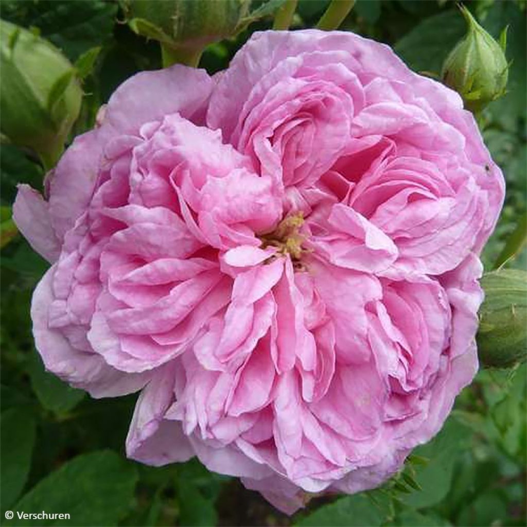 Rosa damascena Ispahan - Damask Rose