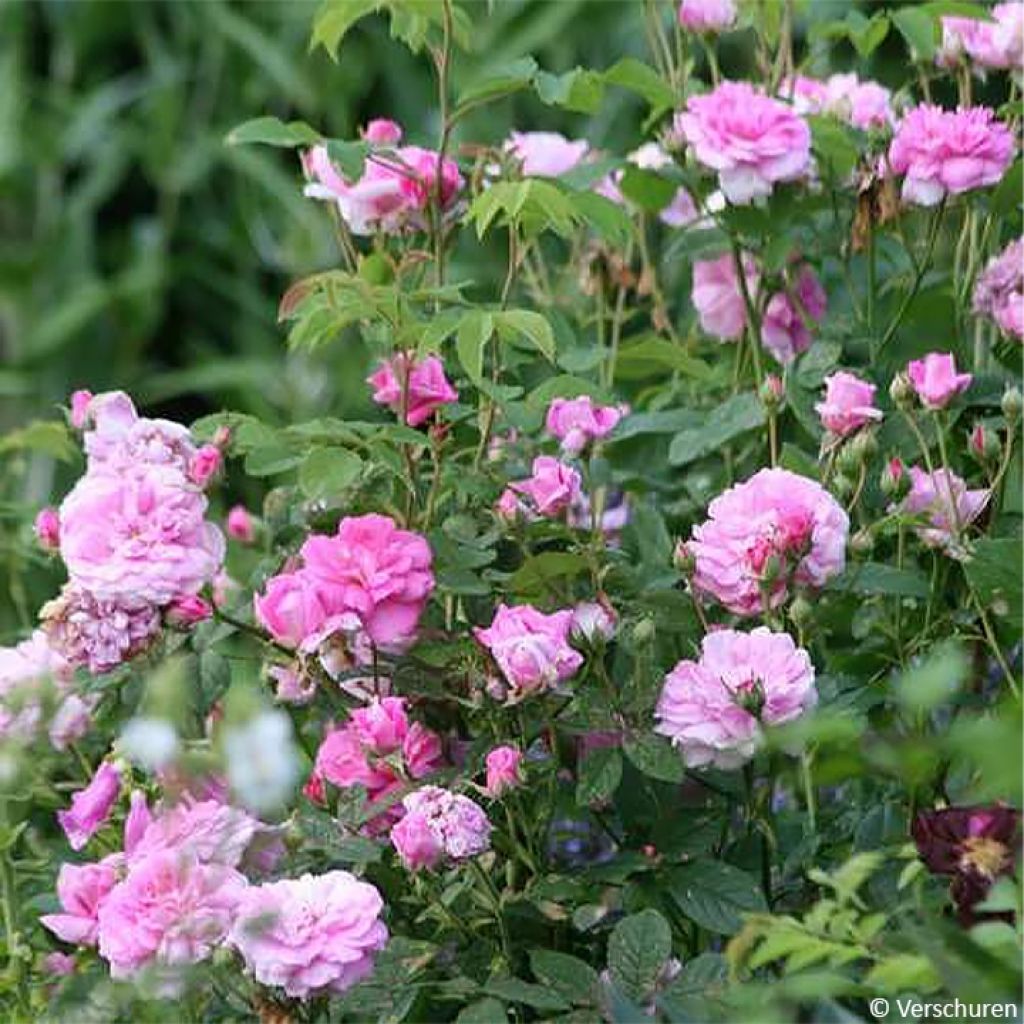 Rosa damascena Ispahan - Damask Rose