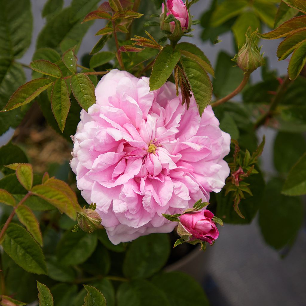 Rosa damascena Ispahan - Damask Rose