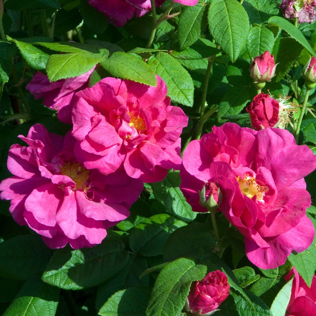 Rosa gallica Officinalis